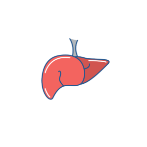 Liver Support